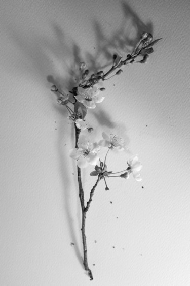 Fotografia intitolato "Bloom" da Francesca Guarnieri, Opera d'arte originale, Fotografia digitale