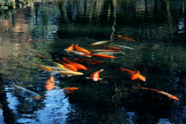 Fotografia intitolato "pesci-alla-villa-re…" da Francesca Camisasca, Opera d'arte originale, Fotografia digitale
