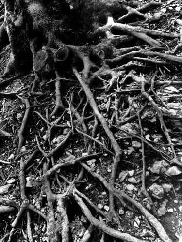 Fotografia intitolato "roots-radici" da Francesca Fedeli, Opera d'arte originale