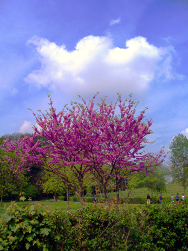 Fotografia zatytułowany „Primavera” autorstwa Francesco Cagnato, Oryginalna praca, Fotografia cyfrowa