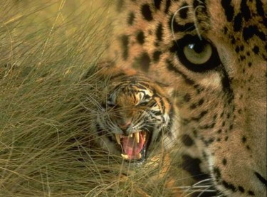 Fotografia zatytułowany „La tigre” autorstwa Francesco Cagnato, Oryginalna praca, Manipulowana fotografia