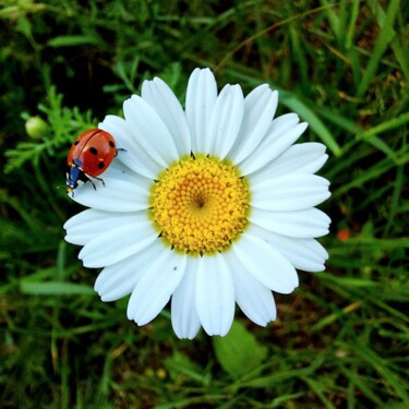 Fotografia intitolato "Fiore e coccinella" da Francesco Palmi, Opera d'arte originale, Fotografia digitale