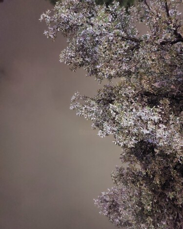 Fotografie mit dem Titel "Alberi nella notte" von Francesco Palmi, Original-Kunstwerk, Digitale Fotografie