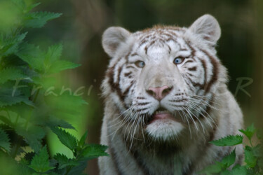 Fotografia intitulada "Tigre blanc" por Francis Barrier, Obras de arte originais, Fotografia digital