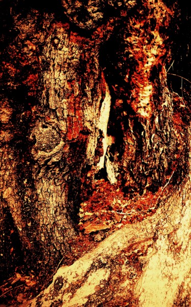 Fotografia intitolato "Ghostly spirit tree…" da Francis Edwin Roe Jr Frank Or Frankie, Opera d'arte originale, Fotografia di…