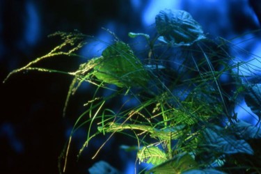Photographie intitulée "angel herb" par Francis Alleyrangue, Œuvre d'art originale