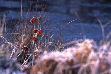 Photographie intitulée "hiver-036.jpg" par Francis Alleyrangue, Œuvre d'art originale