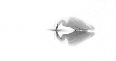 Photography titled "Garza blanca pescan…" by Francisco Lopez Bermudez, Original Artwork, Digital Photography