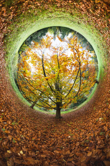 Fotografia intitolato "Tree O Clock" da Franck Charles, Opera d'arte originale, Fotografia digitale