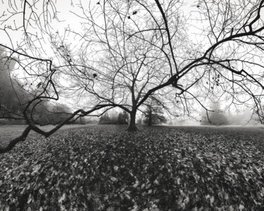 Fotografia zatytułowany „Black Tree” autorstwa Franck Charles, Oryginalna praca, Fotografia cyfrowa