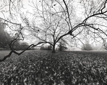 Black Tree Photographie intitulée "Black Tree" par Franck Charles, Œuvre d'art originale, Photographie numérique