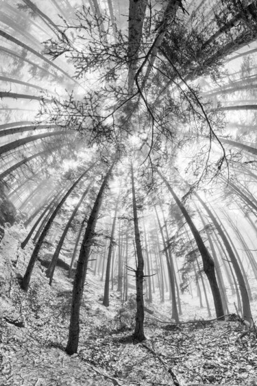 Photographie intitulée "Deep forest" par Franck Charles, Œuvre d'art originale, Photographie numérique