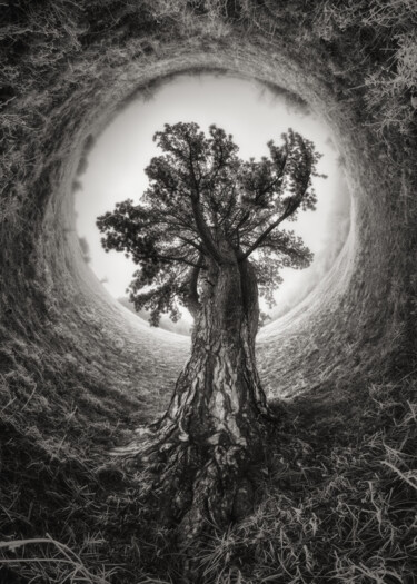 Pin noir Photographie intitulée "Pin noir" par Franck Charles, Œuvre d'art originale, Photographie numérique