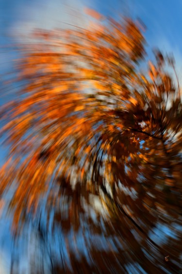 Photographie intitulée "Vortex végétal" par François Tondeur, Œuvre d'art originale