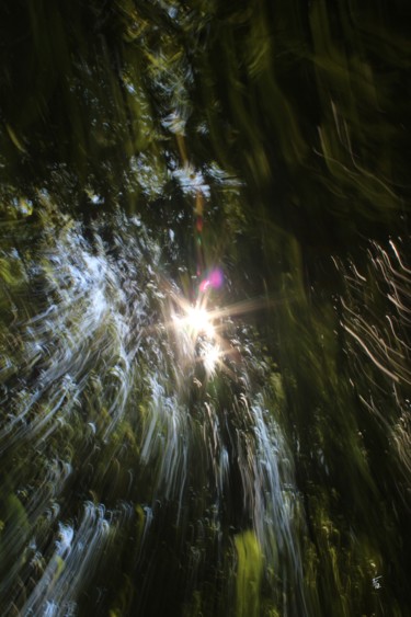 Photographie intitulée "Forêt profonde (Dee…" par François Tondeur, Œuvre d'art originale