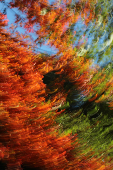 Fotografia zatytułowany „Plumes d'automne” autorstwa François Tondeur, Oryginalna praca, Fotografia nie manipulowana