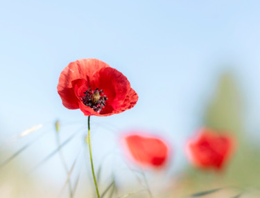 Photographie intitulée "AAA6320.jpg Rouge i…" par Francois Aurora, Œuvre d'art originale