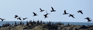 Fotografia intitulada "cormorans" por François Carage, Obras de arte originais