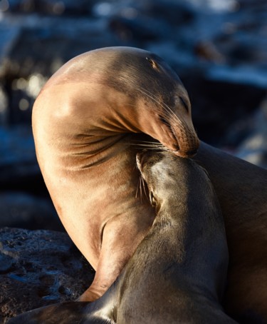 Photographie intitulée "calin" par François Carage, Œuvre d'art originale