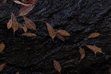 Fotografia intitulada "les feuilles mortes…" por François Carage, Obras de arte originais, Fotografia Não Manipulada