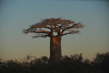 Photography titled "Baobab 2" by François Carage, Original Artwork, Non Manipulated Photography