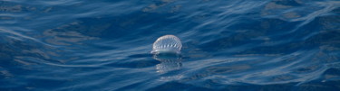 Photographie intitulée "méduse à voile" par François Carage, Œuvre d'art originale