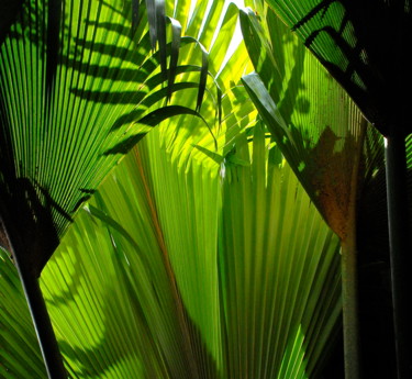 Fotografie getiteld "palmes" door François Carage, Origineel Kunstwerk, Niet gemanipuleerde fotografie