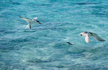 Photography titled "cours de natation" by François Carage, Original Artwork, Non Manipulated Photography