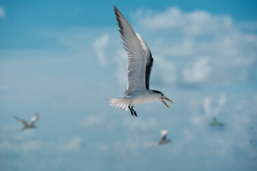 Photographie intitulée "vol au dessus du nid" par François Carage, Œuvre d'art originale, Photographie non manipulée