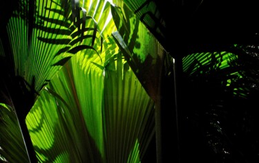 Photographie intitulée "palmes de coco-fesse" par François Carage, Œuvre d'art originale, Photographie non manipulée