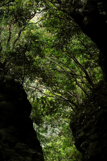 Photography titled "tamarins" by François Carage, Original Artwork, Non Manipulated Photography