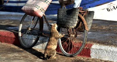 Fotografia zatytułowany „Le chat et la bicyc…” autorstwa François Carage, Oryginalna praca, Fotografia nie manipulowana