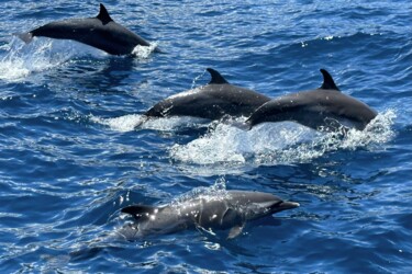 Photography titled "dauphins" by François Carage, Original Artwork, Non Manipulated Photography