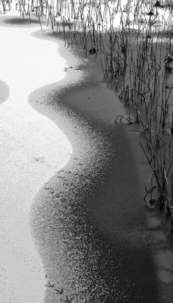 Photographie intitulée "Frisson d'hiver" par Françoise Ducène-Lasvigne, Œuvre d'art originale, Photographie numérique