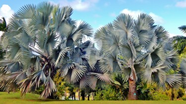 Photographie intitulée "Palmiers Bleus de M…" par Frandiodore, Œuvre d'art originale