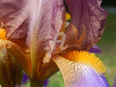 Photographie intitulée "Iris d'Allemagne" par Frandiodore, Œuvre d'art originale