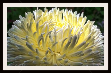 Fotografie mit dem Titel "Lumière de Dahlia" von Frandiodore, Original-Kunstwerk, Digitale Fotografie