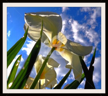 Photographie intitulée "Ciel & Fleurs" par Frandiodore, Œuvre d'art originale, Photographie numérique