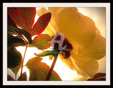 Photographie intitulée "Douceur Florale" par Frandiodore, Œuvre d'art originale, Photographie numérique