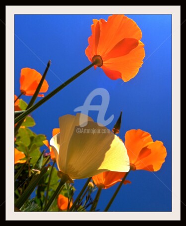 Photographie intitulée "Roses hybrides" par Frandiodore, Œuvre d'art originale, Photographie numérique