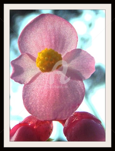 Photographie intitulée "Bonhomme de Fleur" par Frandiodore, Œuvre d'art originale, Photographie numérique