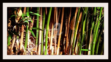 Photographie intitulée "Bambous" par Frandiodore, Œuvre d'art originale, Photographie numérique