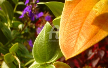 Photographie intitulée "couleurs des Iles" par Frandiodore, Œuvre d'art originale