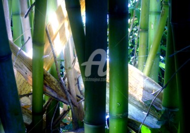 Photographie intitulée "Bambous" par Frandiodore, Œuvre d'art originale