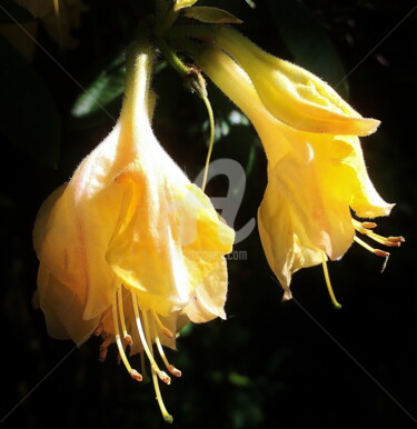 Photographie intitulée "Fleurs de Lys" par Frandiodore, Œuvre d'art originale