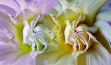 Digital Arts titled "Harmonie Florale" by Frandiodore, Original Artwork, Digital Painting