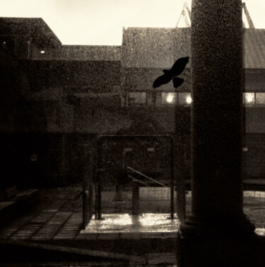 Photography titled "Bird" by Frank Verreyken, Original Artwork, Digital Photography
