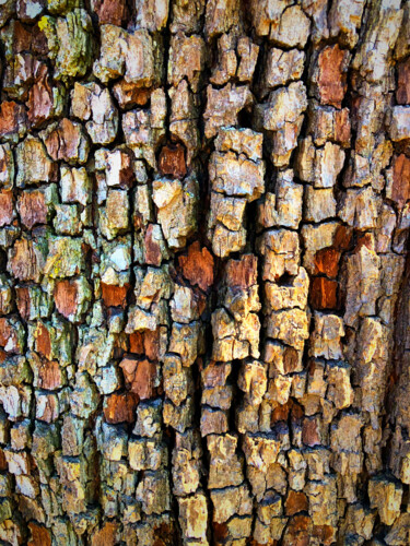 Photographie intitulée "Lebende Struktur" par Frank Wichmann, Œuvre d'art originale, Photographie numérique