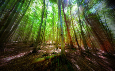 Photographie intitulée "Black Forest" par Frank Wichmann, Œuvre d'art originale, Photographie numérique