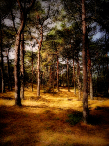 Fotografia zatytułowany „Die Ruhe” autorstwa Frank Wichmann, Oryginalna praca, Fotografia cyfrowa